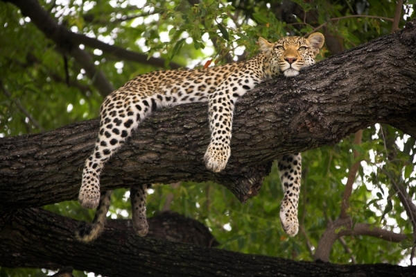 Photograph Michael Poliza Relaxed Female Leopard on One Eyeland
