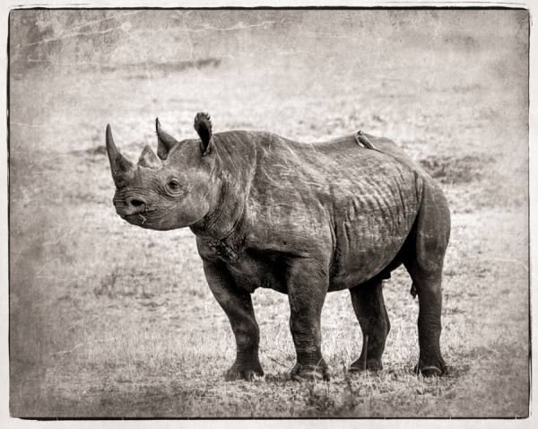 Photograph Bev Pettit Rhino With Bird on One Eyeland