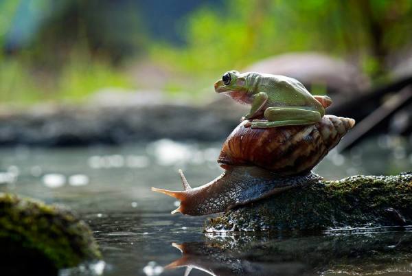 Photograph Nordin Seruyan Riding A Snail on One Eyeland