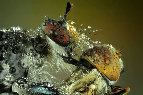 Photograph Shikhei Goh Robberfly And Prey on One Eyeland