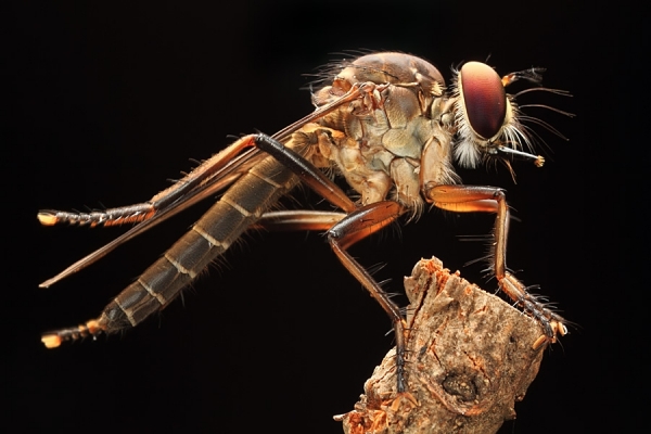 Photograph Shikhei Goh Robberfly In The Light on One Eyeland