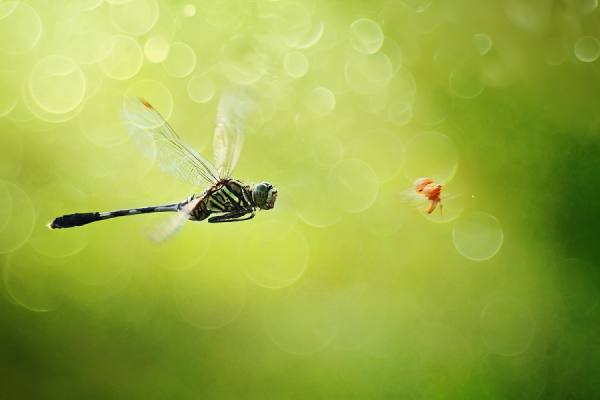Photograph Shikhei Goh Run For Life on One Eyeland