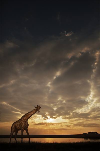 Photograph Jackson Carvalho Sunshine On Savanah on One Eyeland