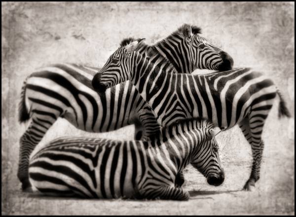Photograph Bev Pettit Three Zebras on One Eyeland