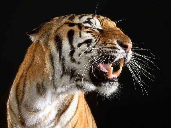 Photograph Lennette Newell Tiger on One Eyeland