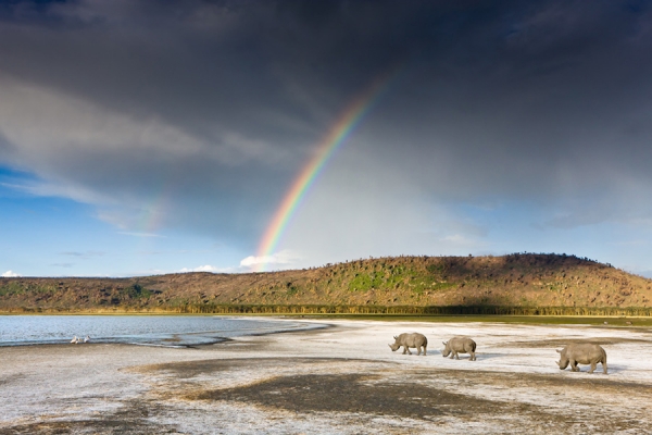 Photograph Michael Poliza White Rhinos on One Eyeland