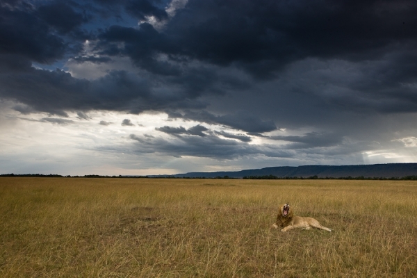Photograph Michael Poliza Yawning Lion King on One Eyeland