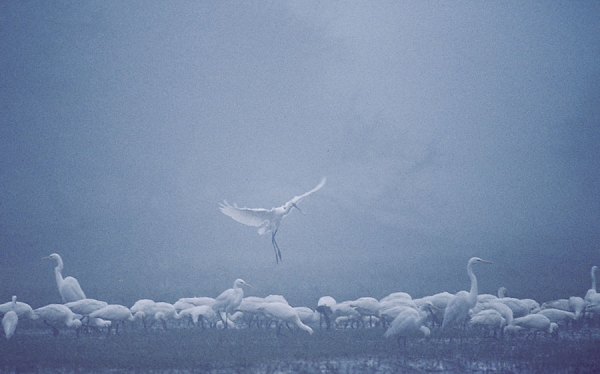 Photograph Mark Vincent Mueller Birds In The Mist on One Eyeland