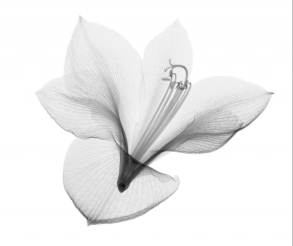 Photograph Nick Veasey Amarylis on One Eyeland