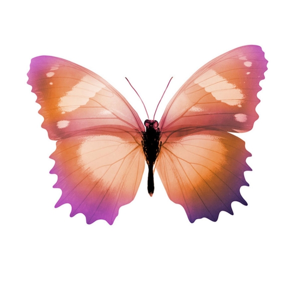 Photograph Nick Veasey Butterfly on One Eyeland