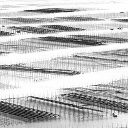 Checkerboard of seaweed-Thierry Bornier-gold-black_and_white-1487
