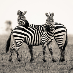 Defence-Jacques-Andre Dupont-finalist-black_and_white-1348