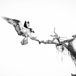 On Top-Jacques-Andre Dupont-finalist-black_and_white-1349