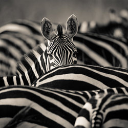 Hiding-Jacques-Andre Dupont-finalist-black_and_white-1350