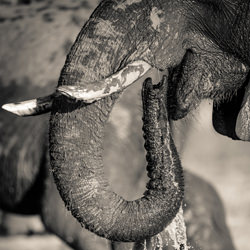 Life-Jacques-Andre Dupont-finalist-black_and_white-1351