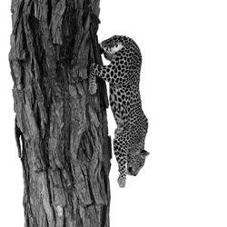 The Leap-Barbara Fleming-silver-black_and_white-1556