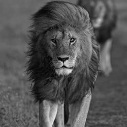 King of the Serengeti-Barbara Fleming-finalist-black_and_white-1356