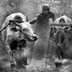 PacuJawi-David Wirawan-silver-black_and_white-1557