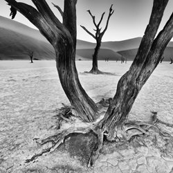 V in the Vlei-Trevor Cole-gold-black_and_white-1494