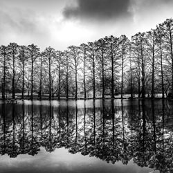 Winter Treeline-Jack Curran-bronze-black_and_white-1146