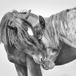 Wild Onaqui Stallions-Bev Pettit-finalista-black_and_white-1251