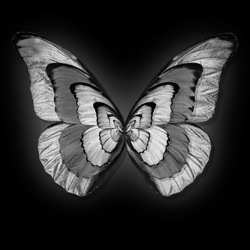 Butterfly-Heiko Hellwig-bronze-black_and_white-1183