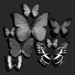 Butterly Collection-Heiko Hellwig-bronze-black_and_white-1186
