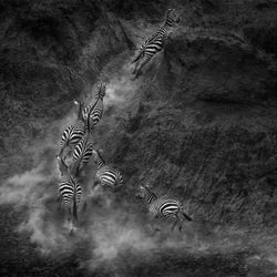 Zebra crossing-Khaichuin Sim-silver-black_and_white-1561