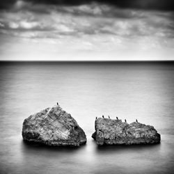 Seven seabirds-Aurelio Bormioli-finalist-black_and_white-1254