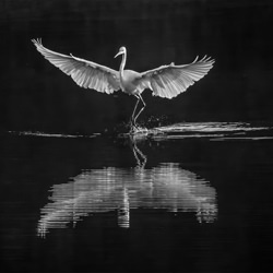 Walking On Water-Carl Henry-finalist-black_and_white-1372