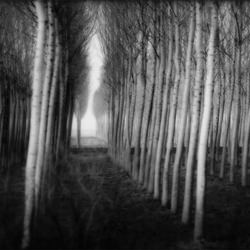Monfalcone-Jeff Zaruba-bronze-black_and_white-1202