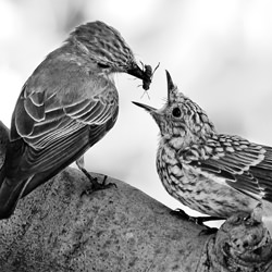 Hunger-Primoz Lampic-finalist-black_and_white-1404