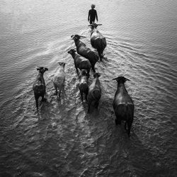 Home Return-Trung Pham Huy-finalist-black_and_white-1414