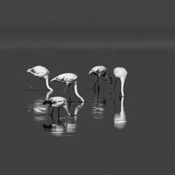 Head in the ground Flamingos-Dieter Setz-bronze-black_and_white-1209