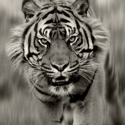 Charging Tiger-Paul Bussell-finalist-black_and_white-1415