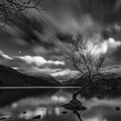 Lone Tree-Jaromir Ondra-finalist-black_and_white-1421