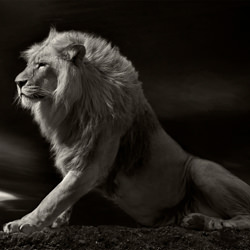 Lion-Paul Bussell-finalist-black_and_white-1416