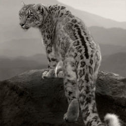 Snow leopard-Paul Bussell-bronze-black_and_white-1210