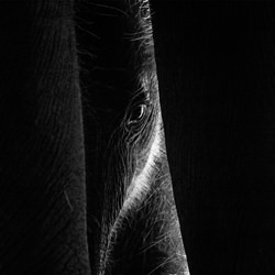 Behind Mom\'s Leg-Henry Sudarman-silver-black_and_white-1576