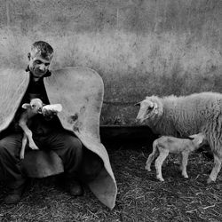 lamb-Seyit Konyali-bronze-black_and_white-1232