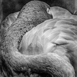 Flamingo-Wendi Schneider-finalist-black_and_white-1460