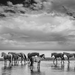 Wild Horses, Wild Skies-Suzanne Mathia-finalist-black_and_white-1463