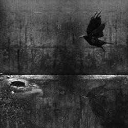 Flying from the underground-Elaine Yaw-finalist-black_and_white-1465