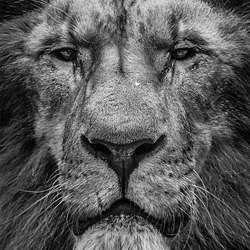 Hunting looks-Jefferson Londono-finalist-black_and_white-1458