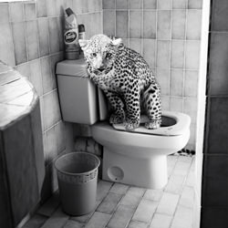 Leopard goes to toilet-Christopher Tovo-bronze-black_and_white-1237