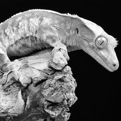 Gecko-Simon Fremont-finalist-black_and_white-1473