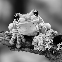 Milk Frog-Simon Fremont-finalist-black_and_white-1474
