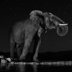 The magical Night-Gabor Lukacs-silver-black_and_white-1581