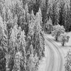 Winter Curve-Teemu Kalliolahti-bronze-black_and_white-1220