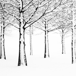 Brothers in Winter Snow-Jack Curran-silver-black_and_white-1569